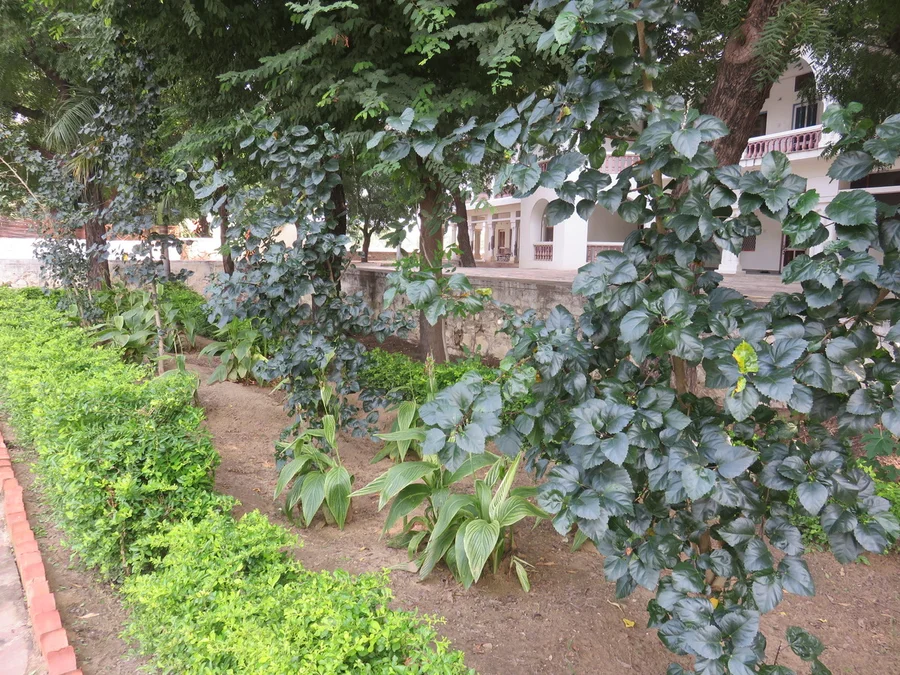 chinese hibiscus on south side 1200